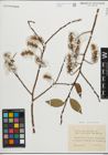 Foto von Salix pentandra L.